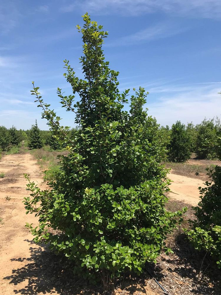 ilex-opaca-satyr-hill-american-holly