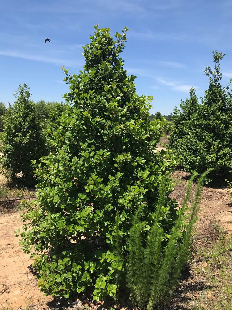 ilex-opaca-satyr-hill-american-holly