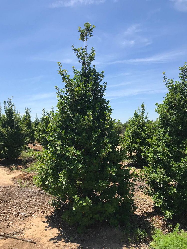 ilex-opaca-satyr-hill-american-holly