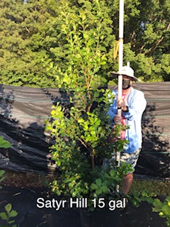 ilex-opaca-satyr-hill-american-holly