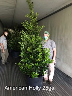 ilex-opaca-satyr-hill-american-holly