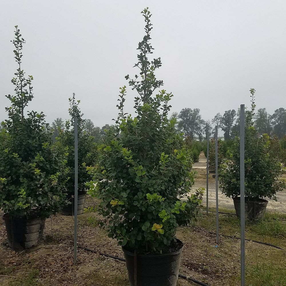 ilex-opaca-satyr-hill-american-holly