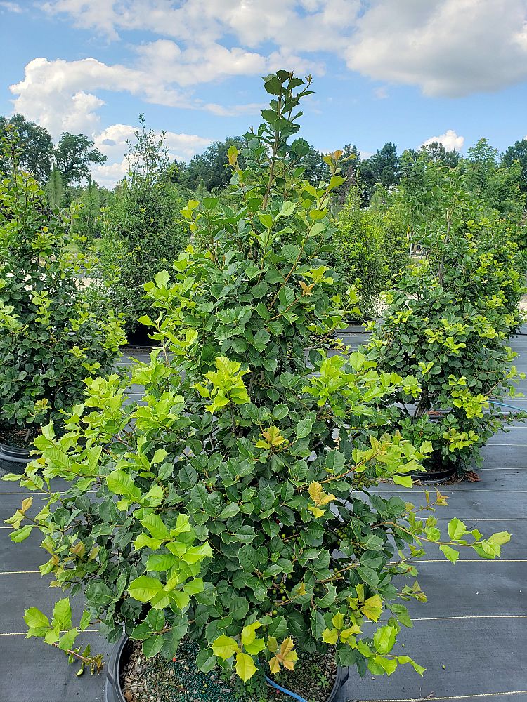 ilex-opaca-satyr-hill-american-holly