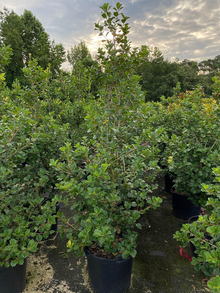 ilex-opaca-satyr-hill-american-holly