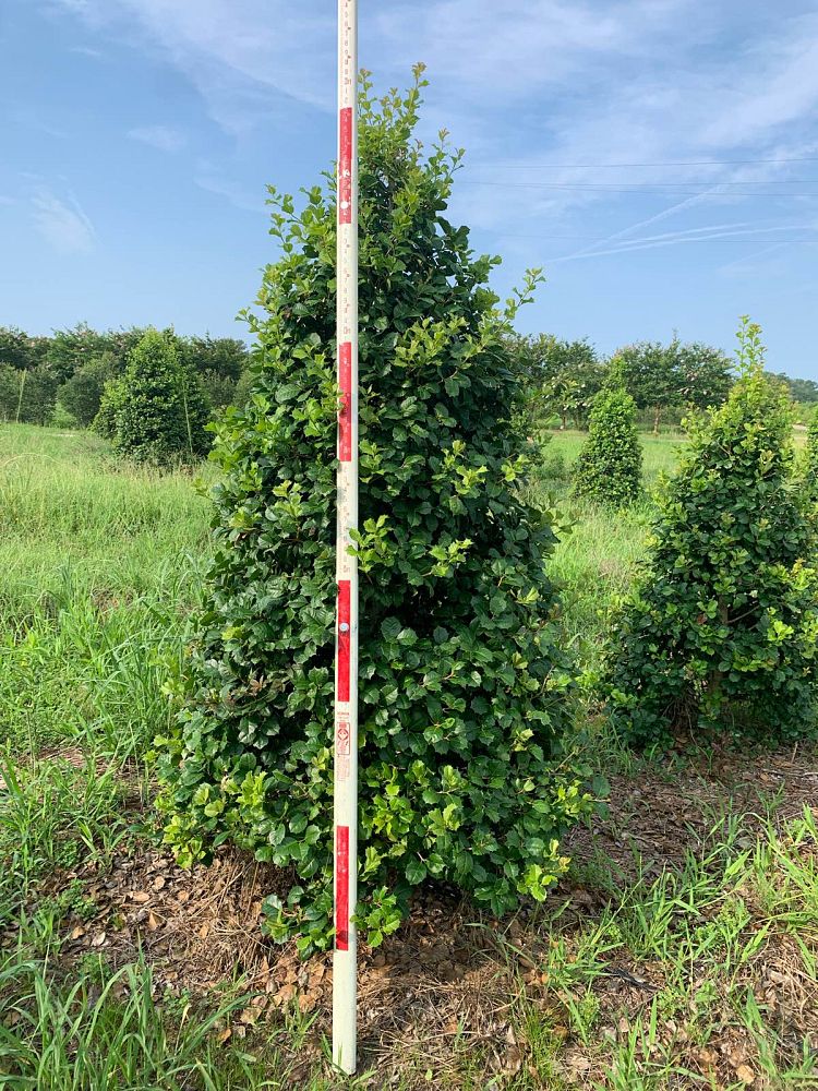 ilex-opaca-satyr-hill-american-holly