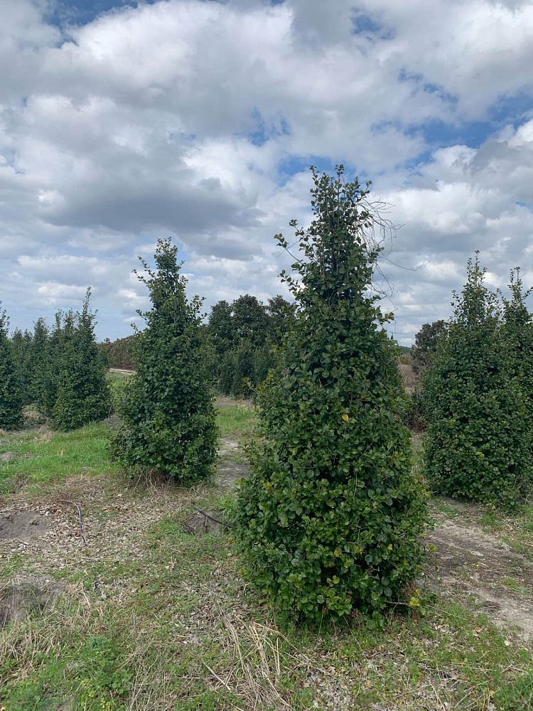 ilex-opaca-satyr-hill-american-holly