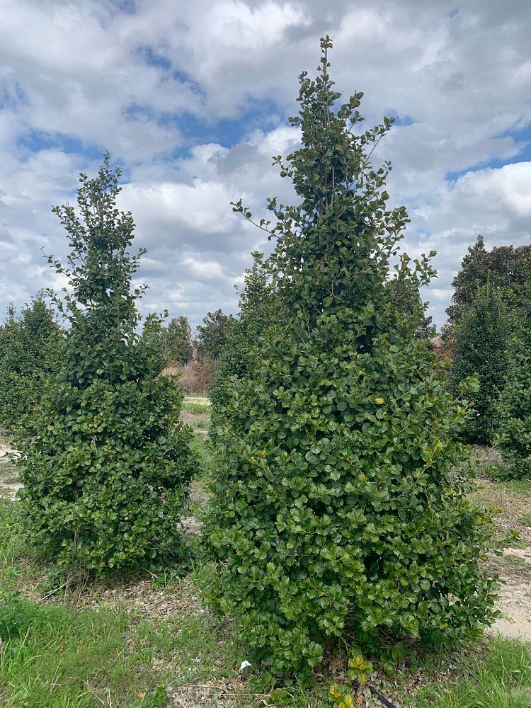 ilex-opaca-satyr-hill-american-holly