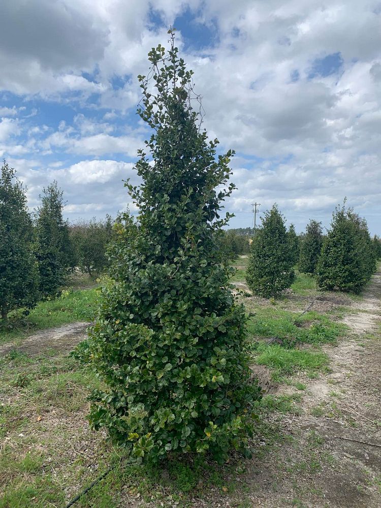 ilex-opaca-satyr-hill-american-holly