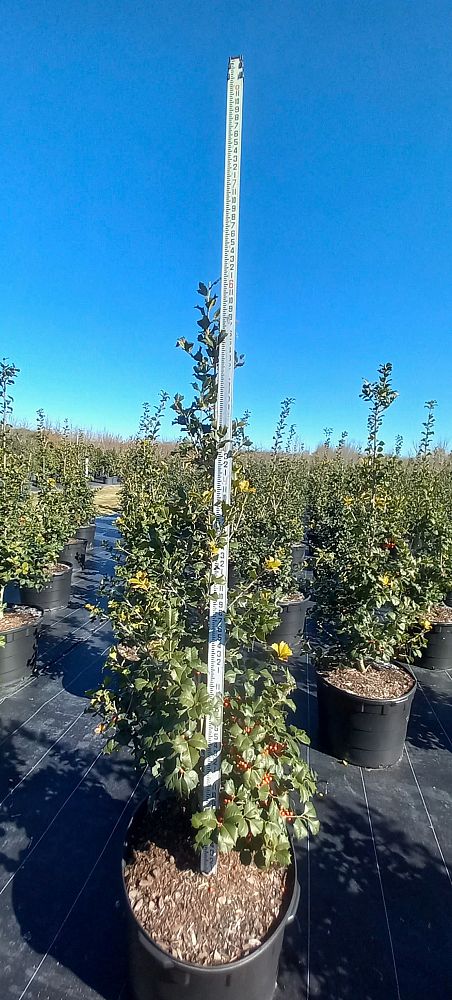 ilex-opaca-satyr-hill-american-holly