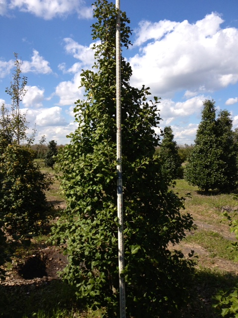 ilex-opeca-croonenburg-american-holly