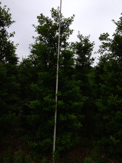 ilex-opeca-croonenburg-american-holly