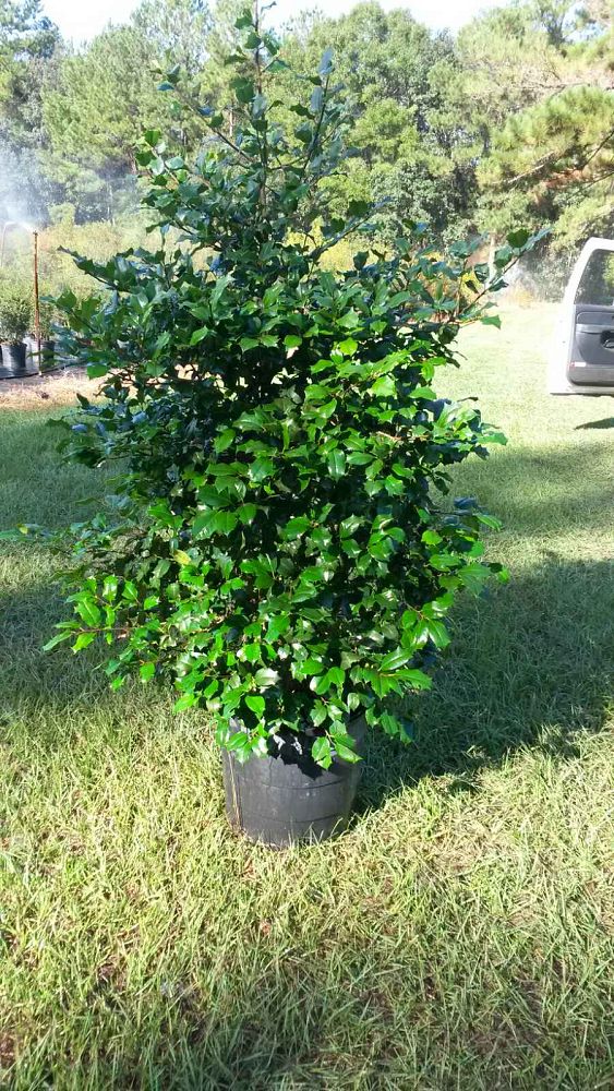 ilex-opeca-croonenburg-american-holly