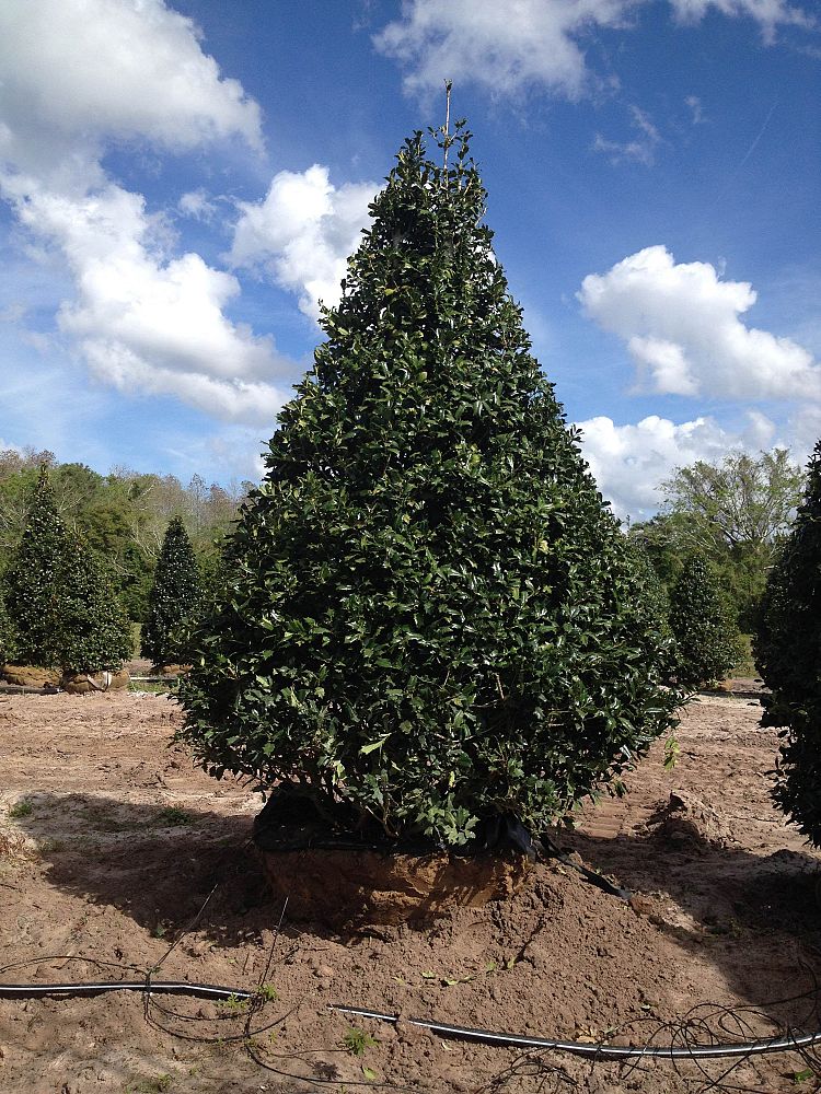 Boggy Creek Tree Farms