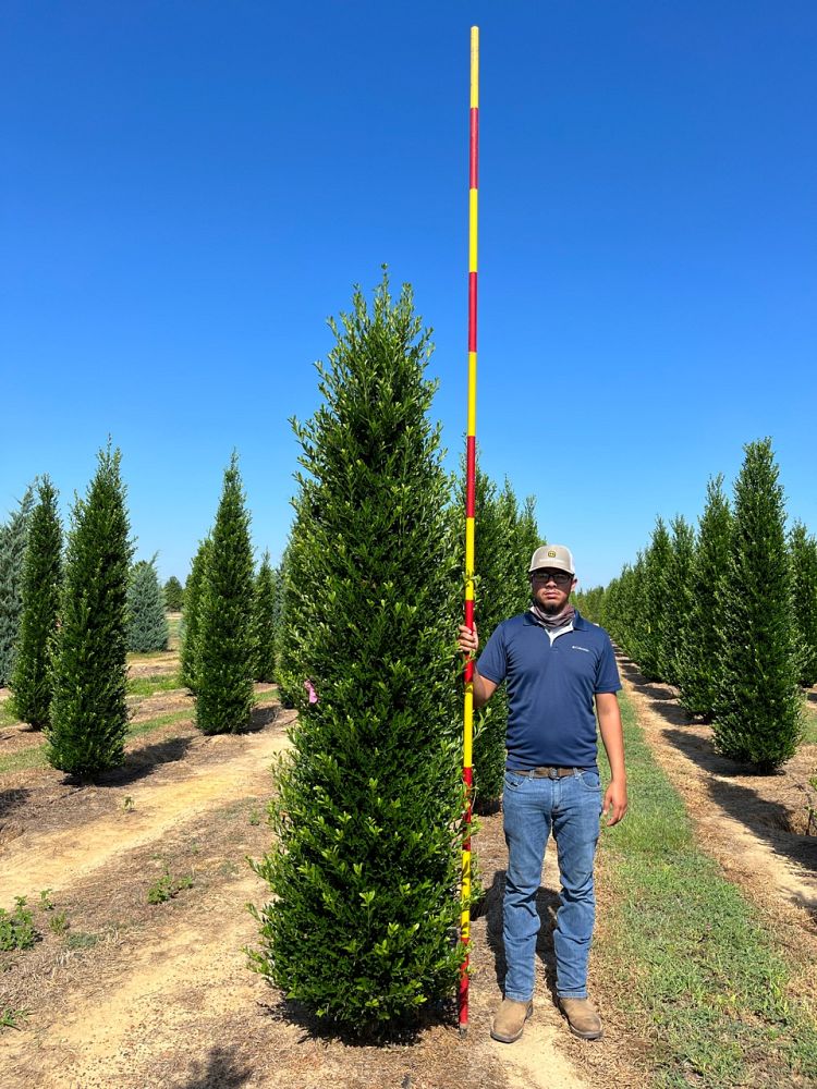 ilex-ruthol4-holly-arrow-point