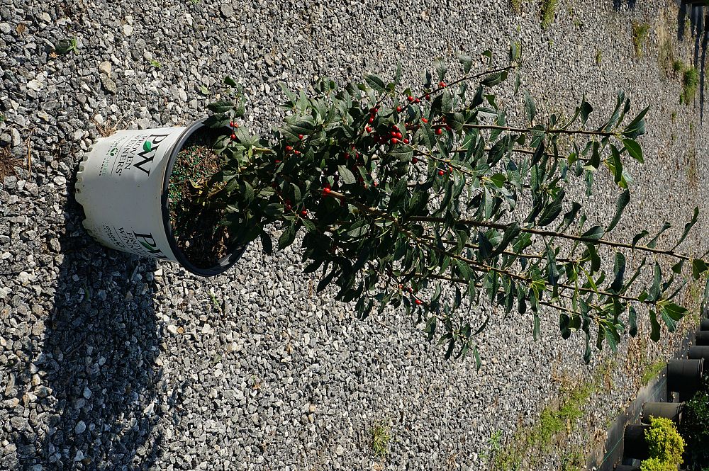 ilex-verticillata-farrowbpop-berry-poppins-reg-winterberry-holly