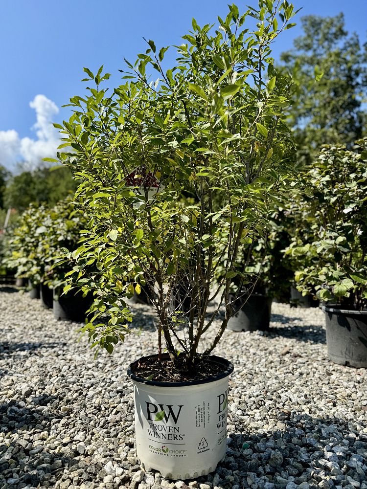 ilex-verticillata-farrowbpop-berry-poppins-reg-winterberry-holly