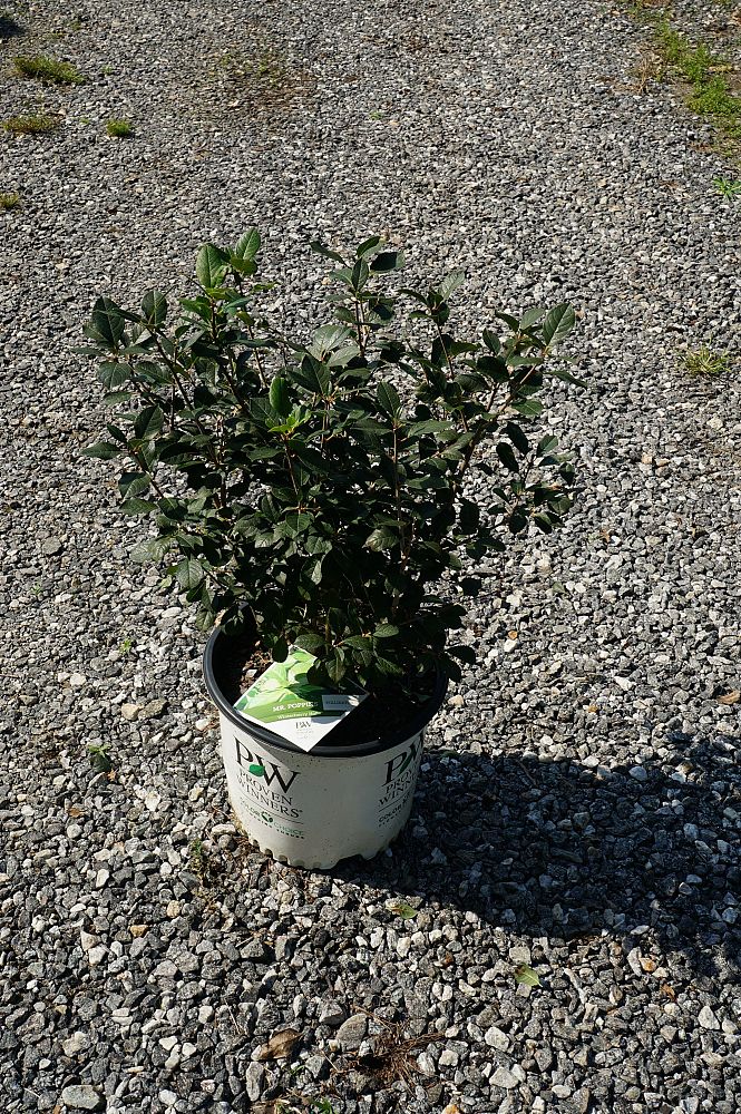 ilex-verticillata-farrowmrp-mr-poppins-reg-winterberry-holly