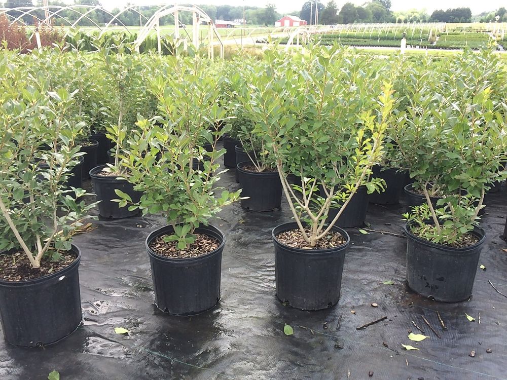ilex-verticillata-red-sprite-winterberry-holly