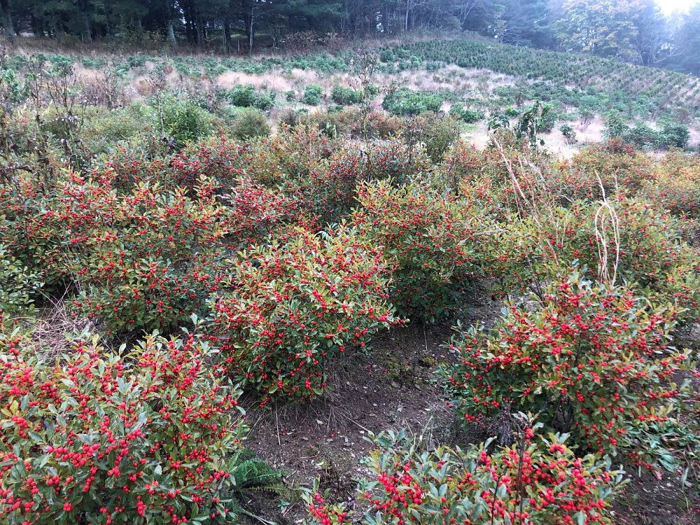 ilex-verticillata-red-sprite-winterberry-holly