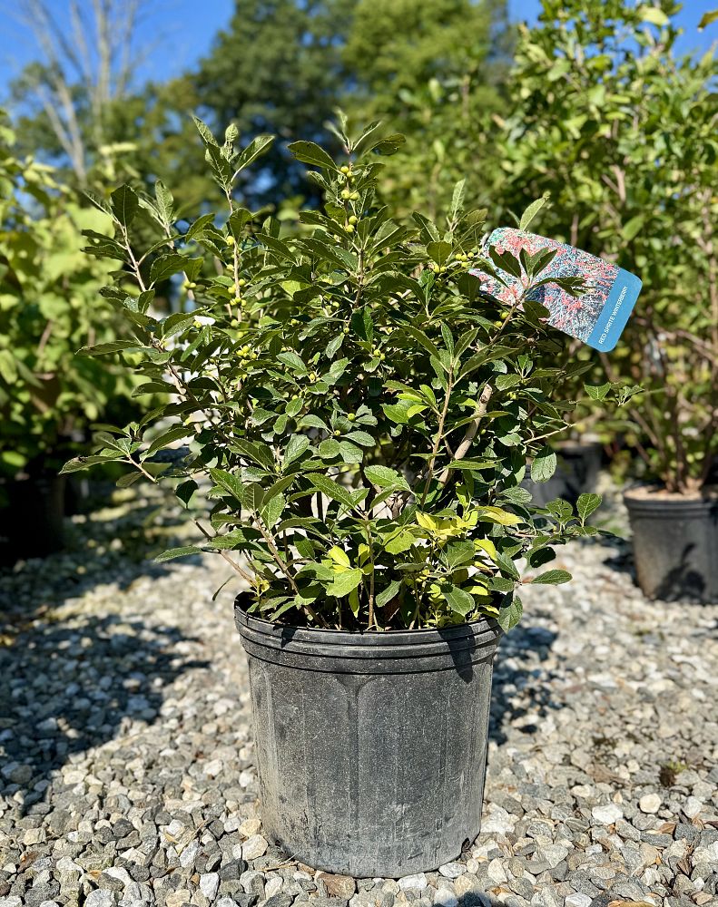 ilex-verticillata-red-sprite-winterberry-holly