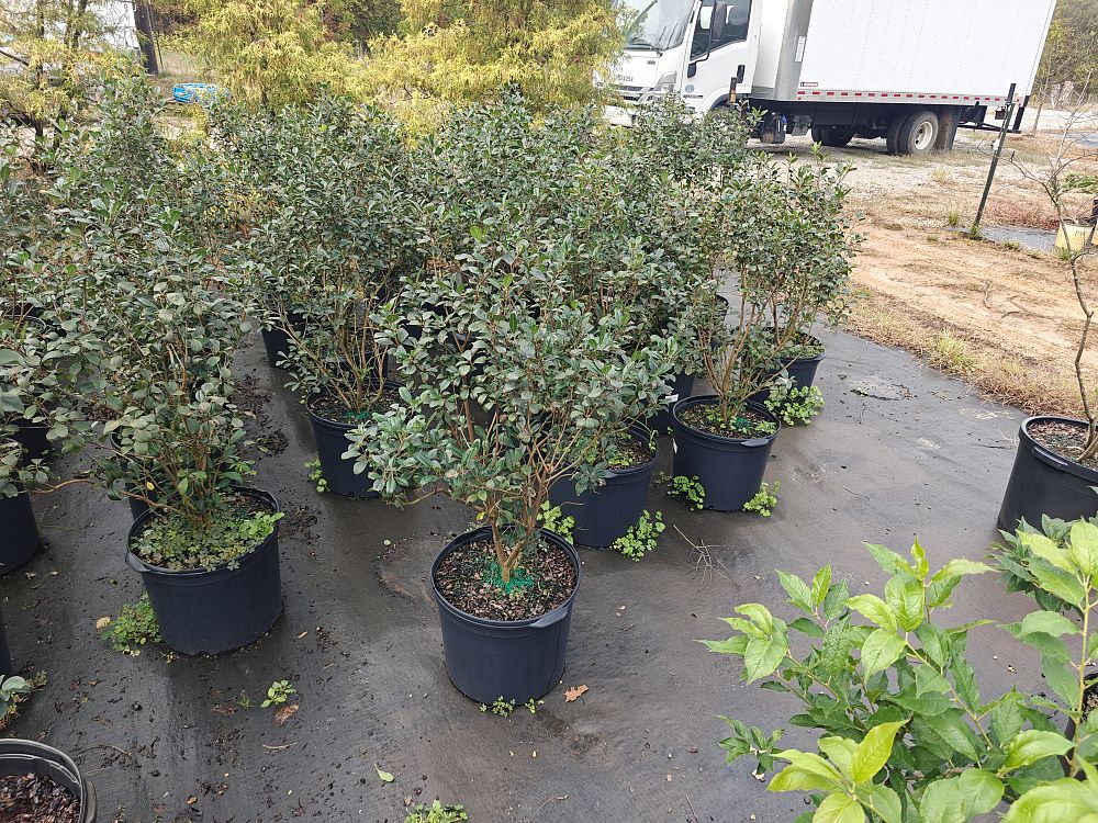 ilex-verticillata-red-sprite-winterberry-holly