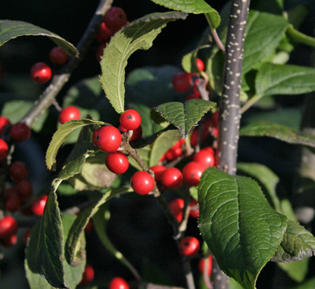 ilex-verticillata-sparkleberry-winterberry-holly