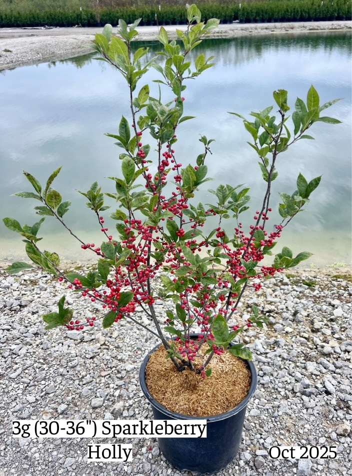 ilex-verticillata-sparkleberry-winterberry-holly