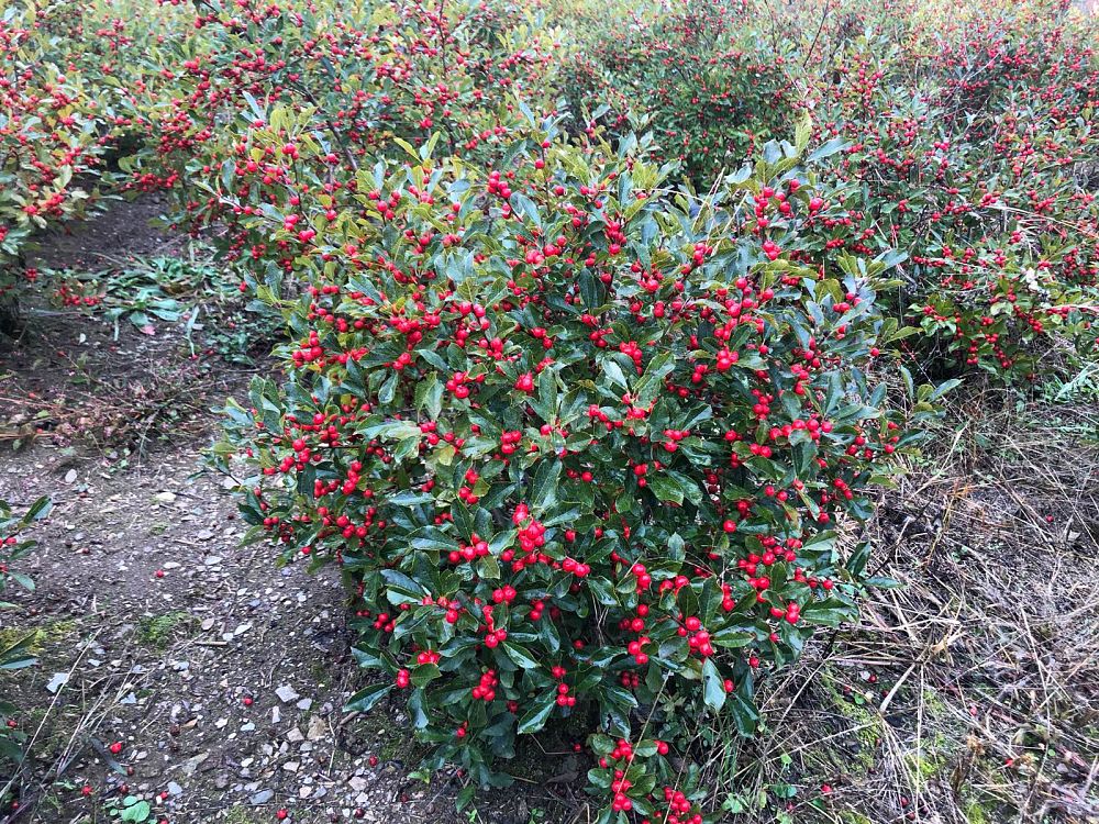 ilex-verticillata-winter-red-winterberry-holly