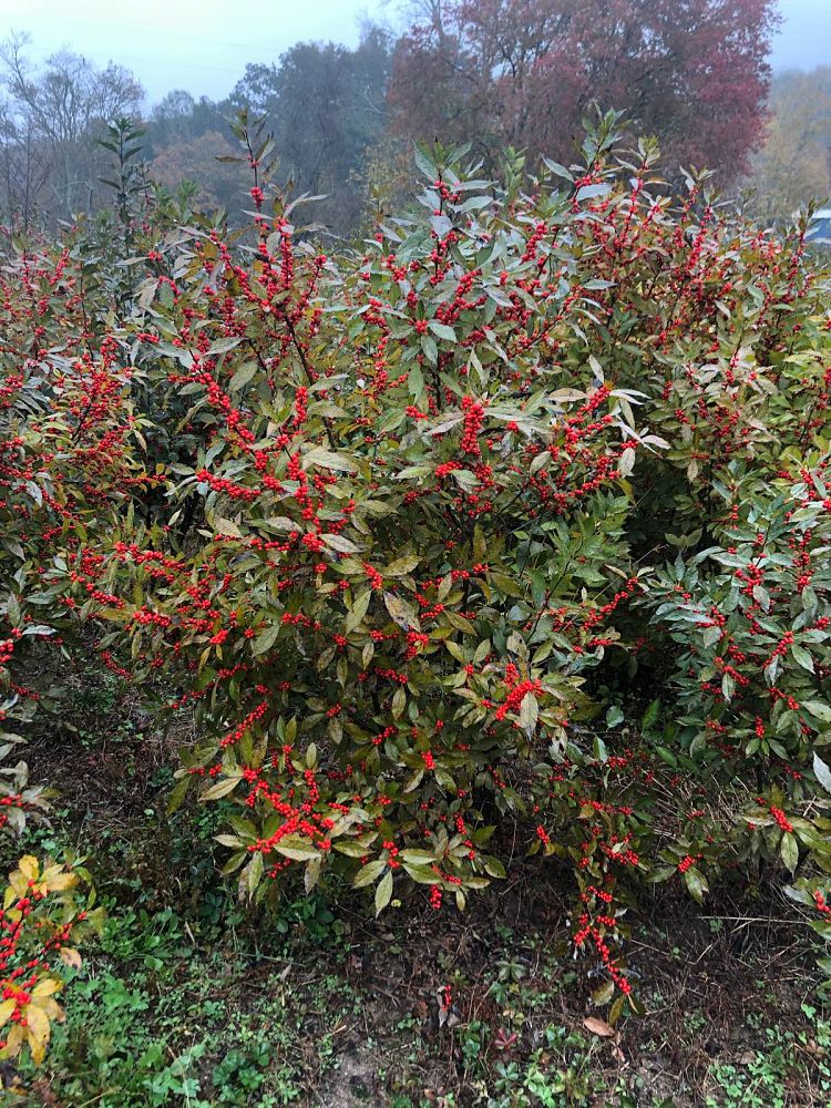 ilex-verticillata-winter-red-winterberry-holly