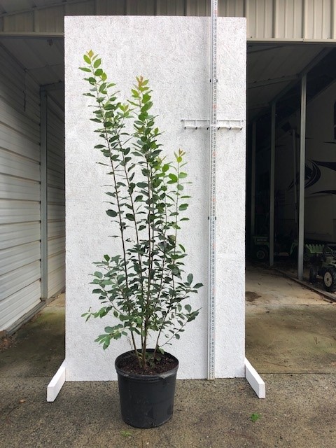 ilex-verticillata-winterberry-holly