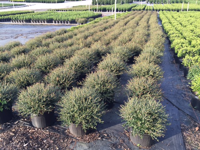 ilex-vomitoria-condeaux-bordeaux-reg-holly