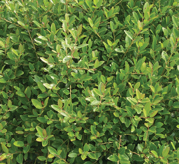 ilex-vomitoria-condeaux-bordeaux-reg-holly