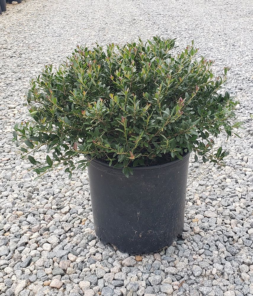 ilex-vomitoria-condeaux-bordeaux-reg-holly