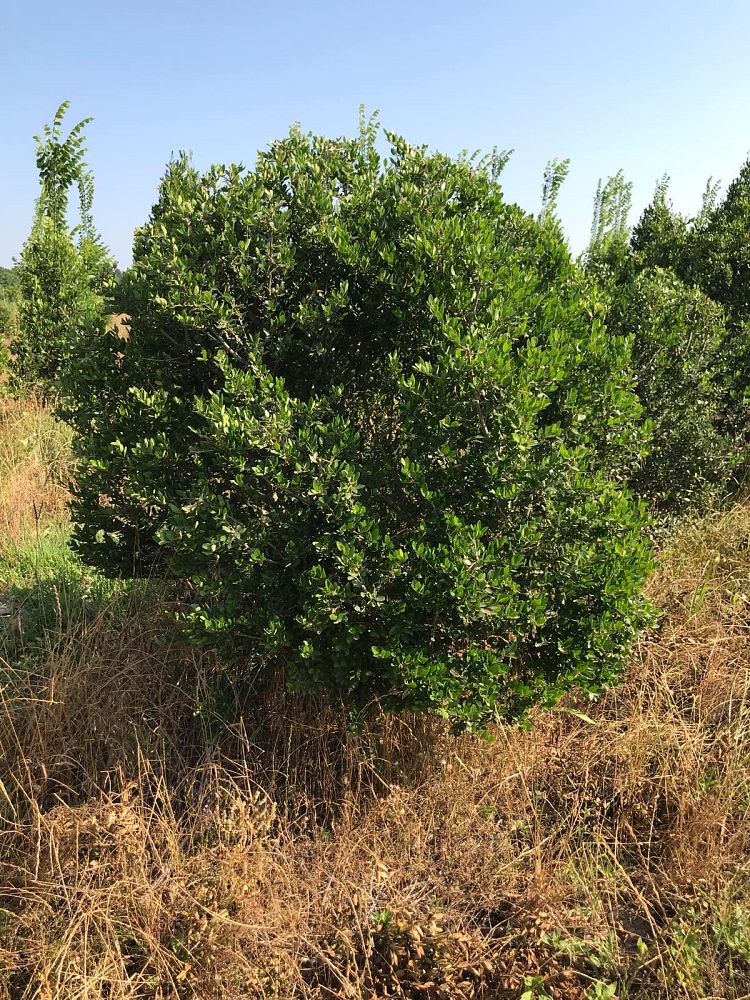 ilex-vomitoria-hoskin-shadow-yaupon-holly