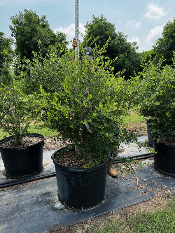 ilex-vomitoria-kathy-ann-yaupon-holly