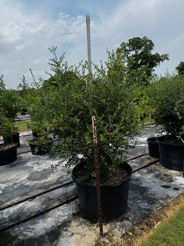 ilex-vomitoria-kathy-ann-yaupon-holly