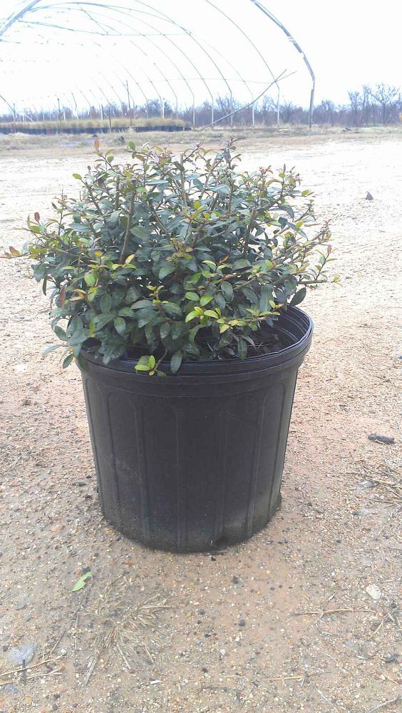 ilex-vomitoria-nana-dwarf-yaupon-holly