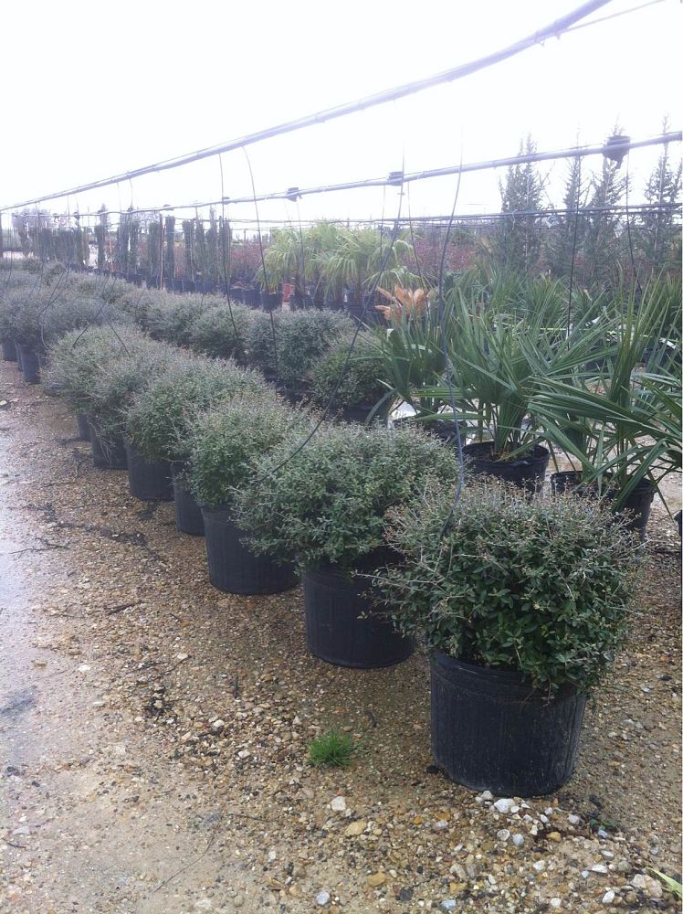 ilex-vomitoria-nana-dwarf-yaupon-holly