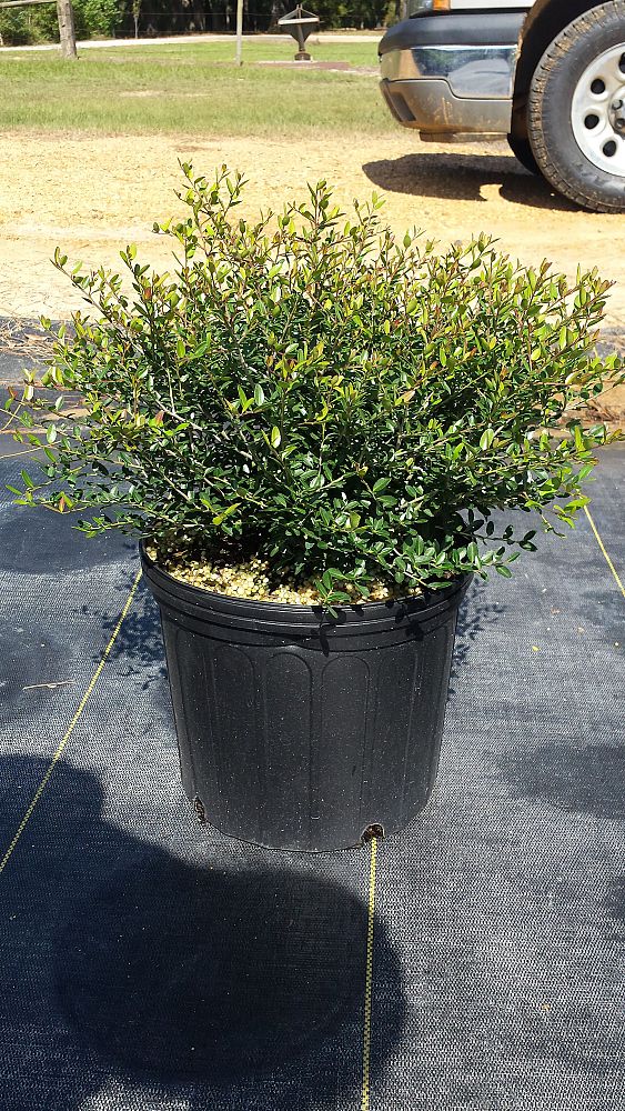 ilex-vomitoria-nana-dwarf-yaupon-holly