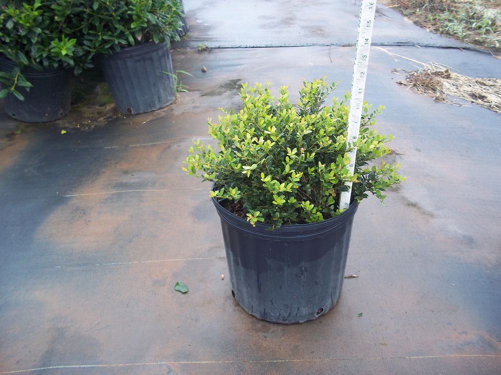 ilex-vomitoria-nana-dwarf-yaupon-holly