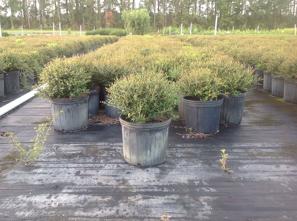ilex-vomitoria-nana-dwarf-yaupon-holly