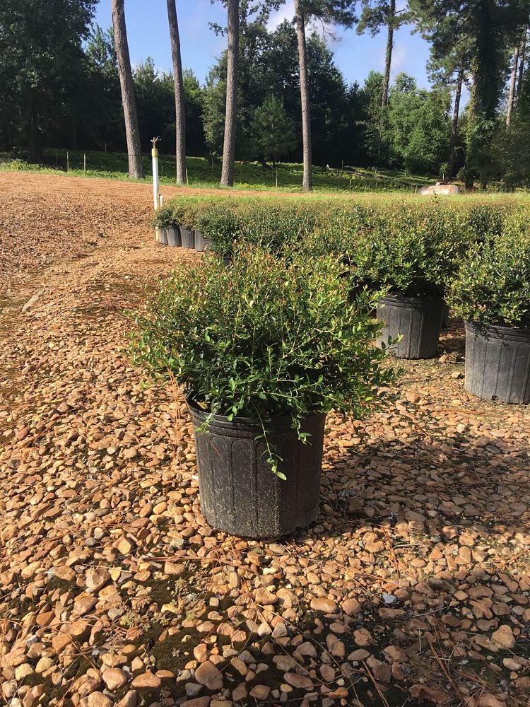 ilex-vomitoria-nana-dwarf-yaupon-holly