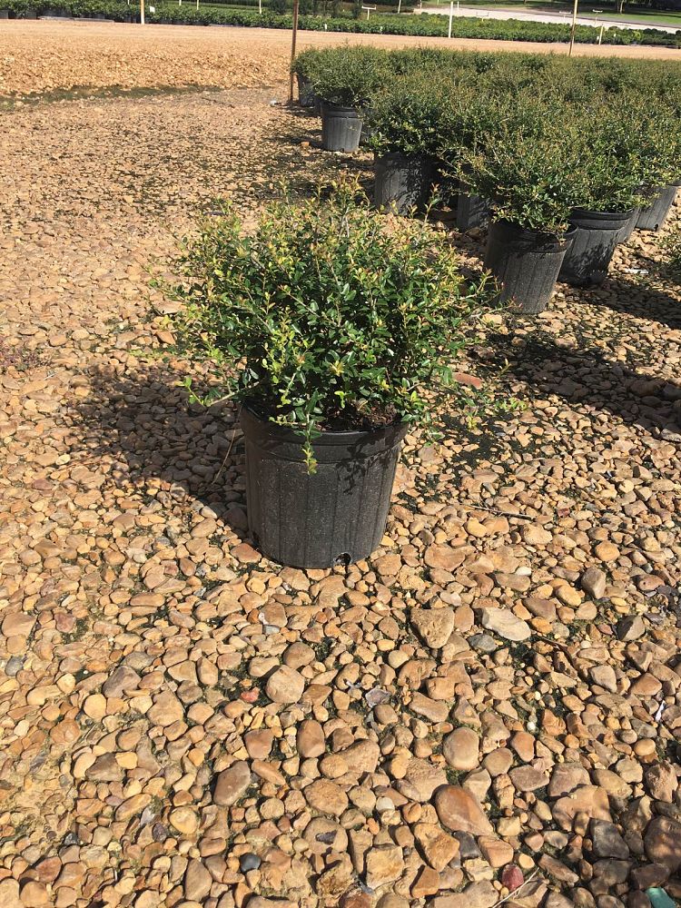 ilex-vomitoria-nana-dwarf-yaupon-holly