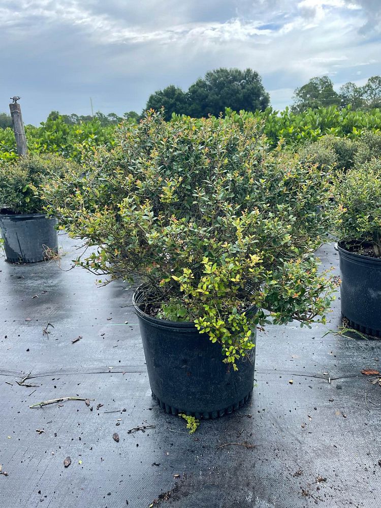 ilex-vomitoria-nana-dwarf-yaupon-holly