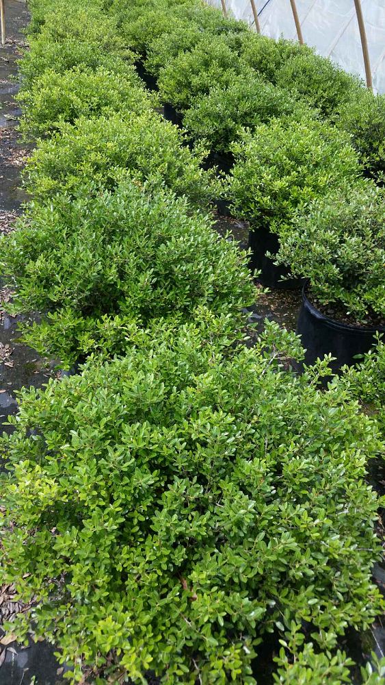 ilex-vomitoria-nana-dwarf-yaupon-holly