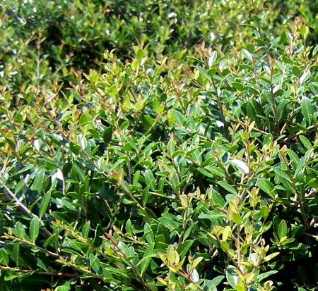 ilex-vomitoria-nana-dwarf-yaupon-holly