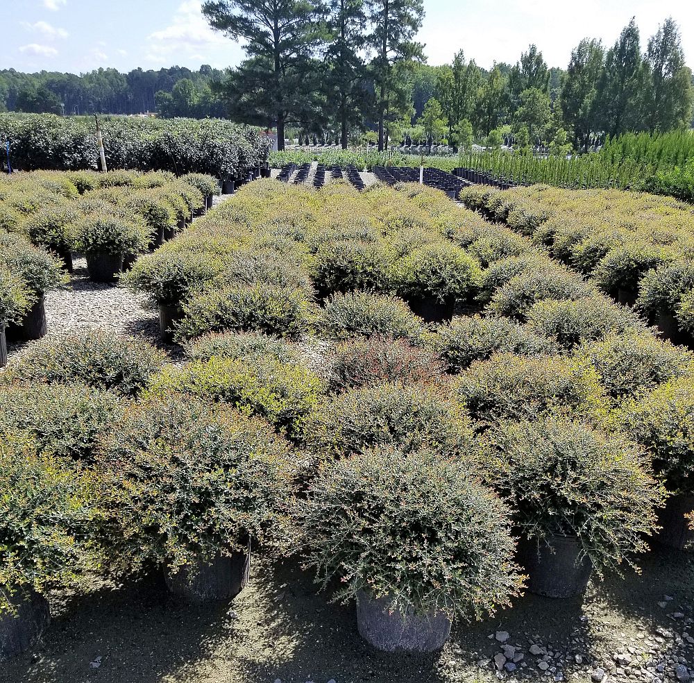 ilex-vomitoria-nana-dwarf-yaupon-holly