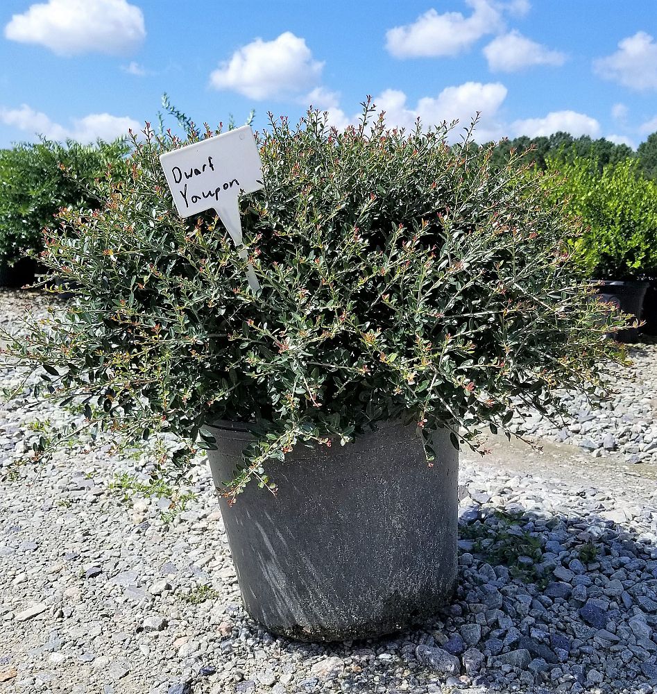 ilex-vomitoria-nana-dwarf-yaupon-holly