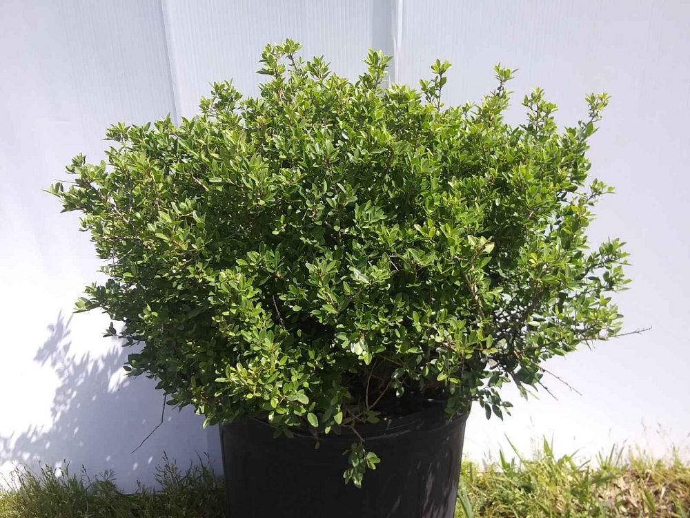 ilex-vomitoria-nana-dwarf-yaupon-holly