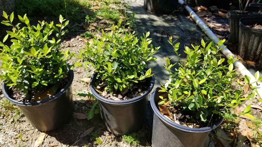 ilex-vomitoria-nana-dwarf-yaupon-holly